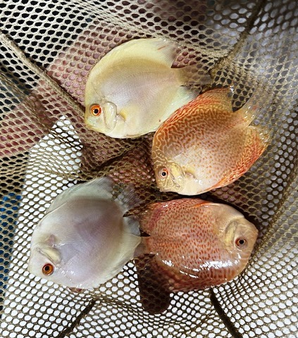 *Assorted Albino Discus Fish for Sale- 3-3.5 inch